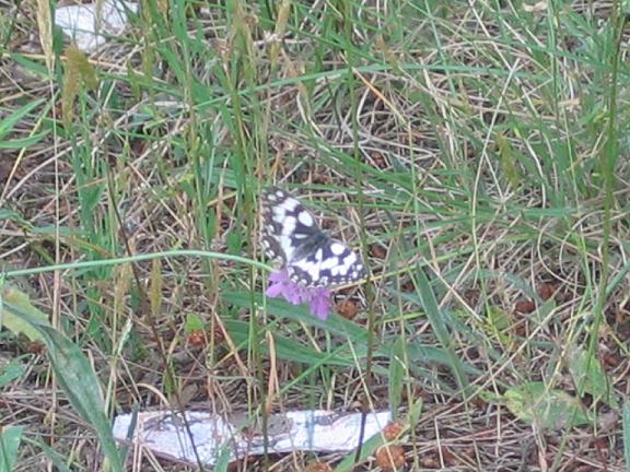 Melanargia galathea  e Melanargia arge